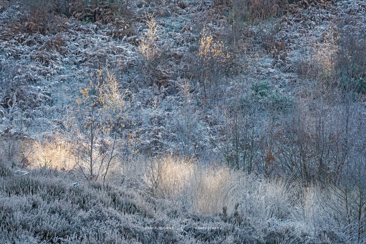 Warm patch - Frensham