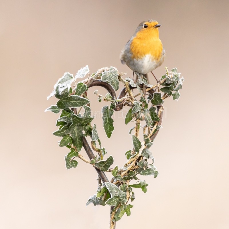 Robin Ivy 202613 - Greeting Cards