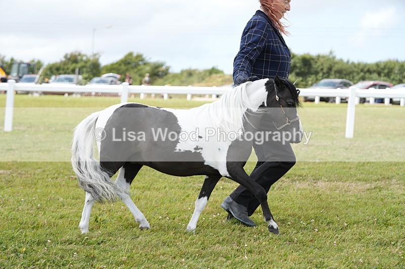 DSC06672 - Class 58: Coloured Pony Youngstock
