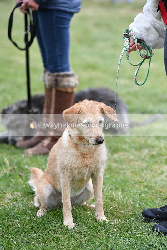 WJ5_9357 - Class 1 Best Cross Breed / Heniz 57