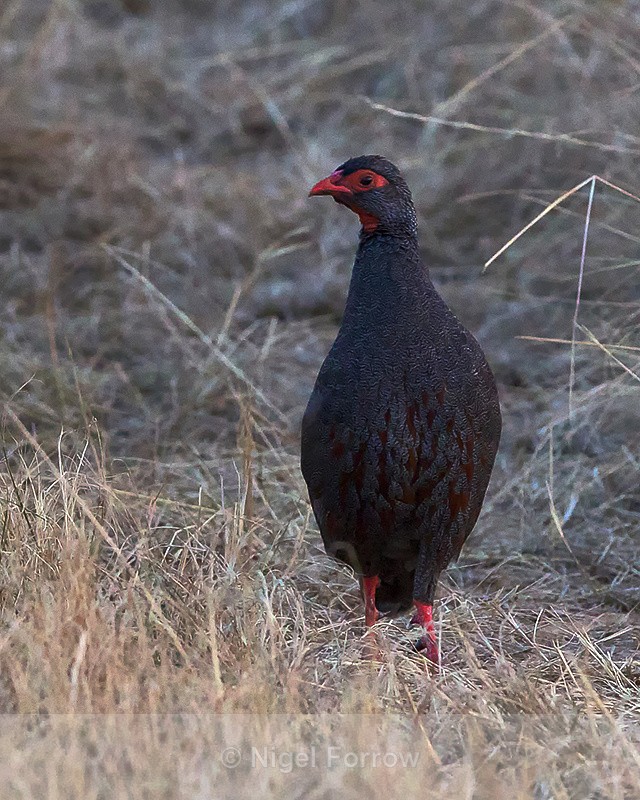 Red-Necked Spurfowl standing on the ground - Red-Necked Spurfowl