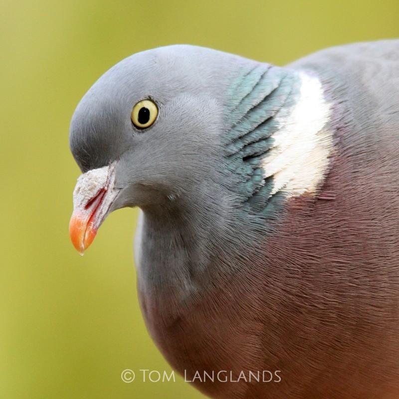 Woodpigeon - All Other Birds