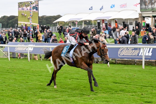 101025-Race 4-Thaluna-0322 - Race 4 William Hill Best Odds Guaranteed EBF Novice Stakes at York