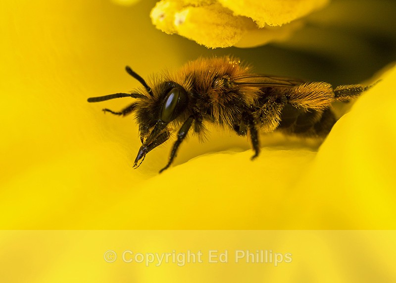 Andrena bicolor (f) - Andrena bicolor