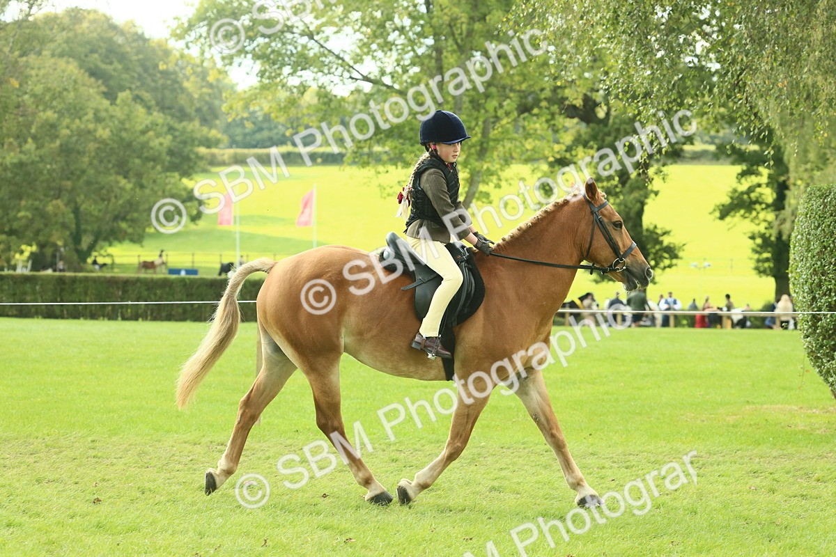 SBM_62496 - S62 - Foreign Breeds Ridden