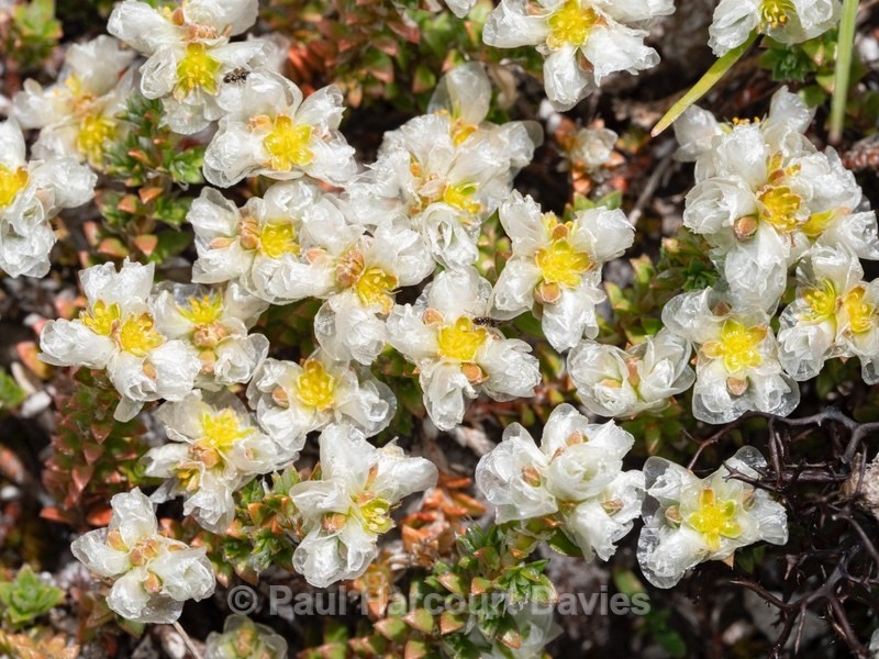 Kapela's Paronychia (Paronychia kapela - Flower Portraits
