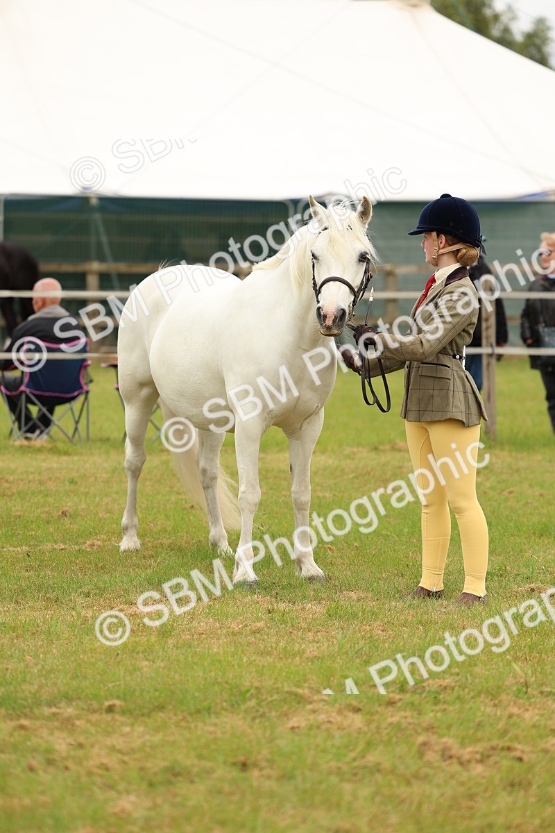 SBM_04217 - Class 64-67 - Shetland Pony In Hand
