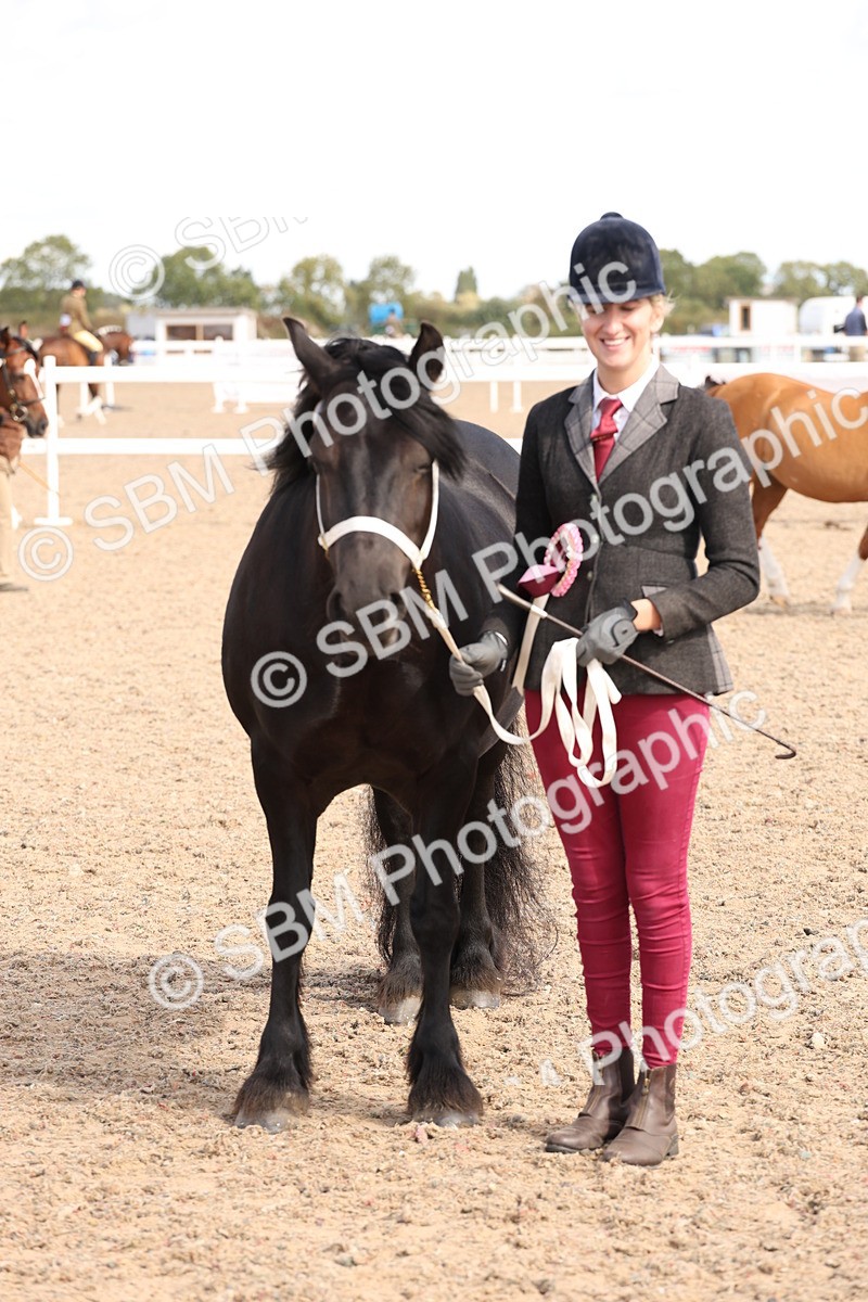 SBM_13996 - Class 205 - IH Show Pony - Show Hunter Pony