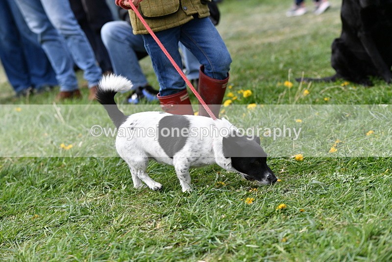 WJ5_0318 - Class 7 Best Terrier