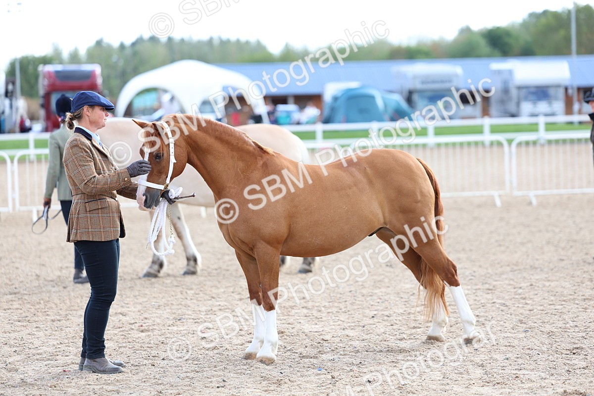 SBM_18758 - Class 317 - IH Pure Bred Horse-Pony