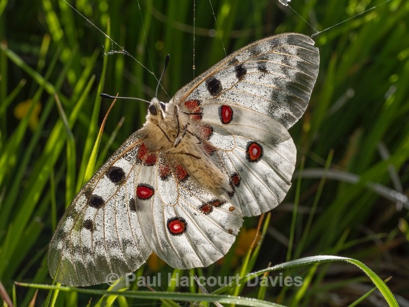 Apollo or mountain Apollo (Parnassius apollo), - Insects & Spiders & other animals 2021