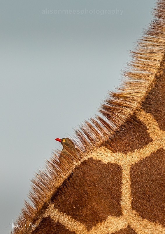  - African Safaris