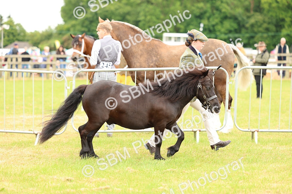SBM_03506 - Class 58-67 - M&M Non Welsh Pony In hand