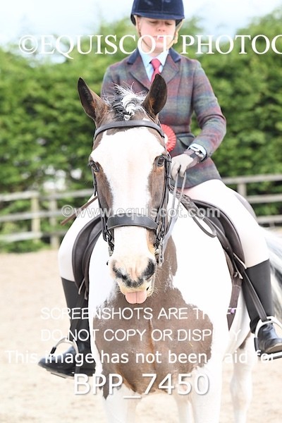 BPP_7450 - RING 1  (RIDDEN HORSES / IN HAND / VETERAN ETC)