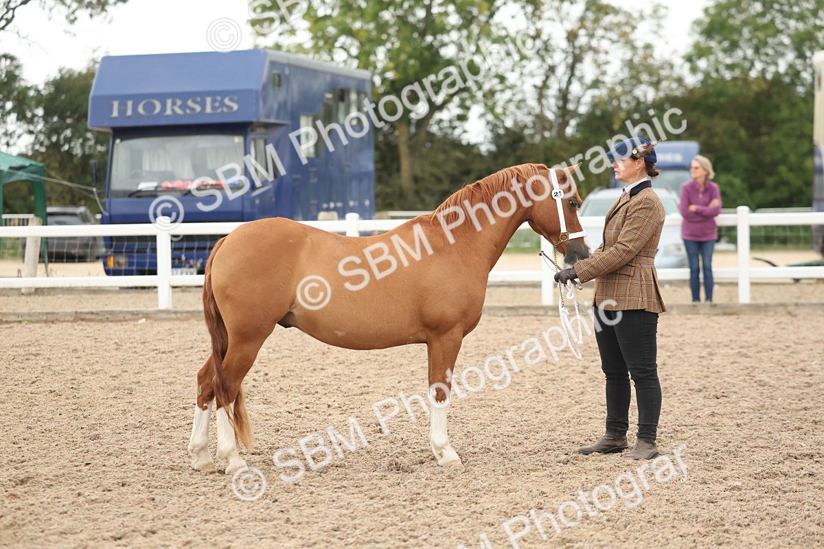 SBM_19405 - Class 317 - IH Pure Bred Horse-Pony