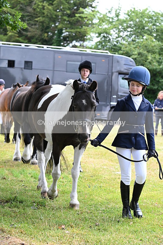 WJ7_6557 - Class 5 Handsome Gelding in hand