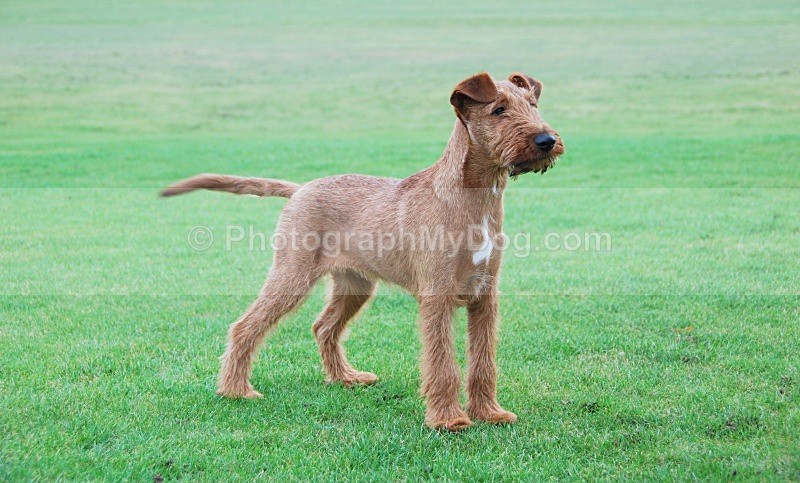  - Irish Terriers