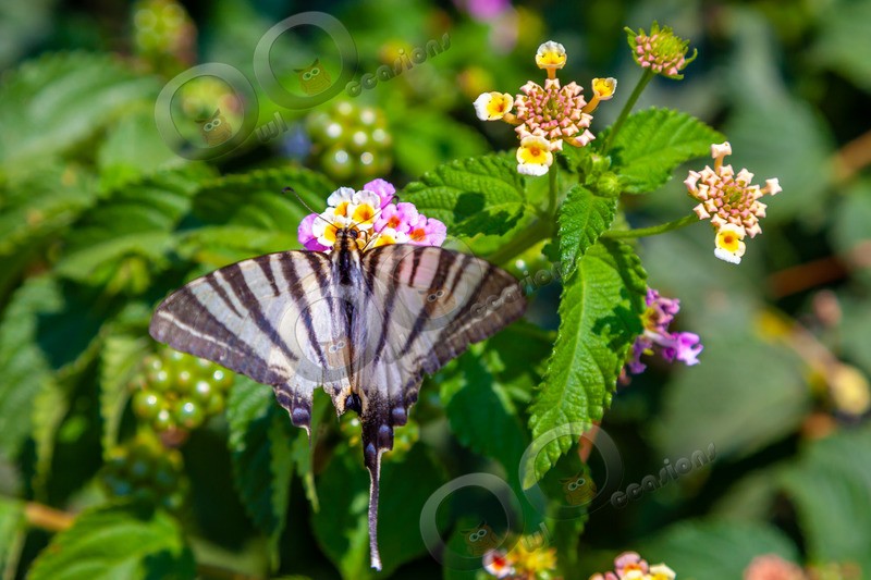 Zebra Swallowtail  Butterfly Protographium marcellus-2285 - Insects from around the world