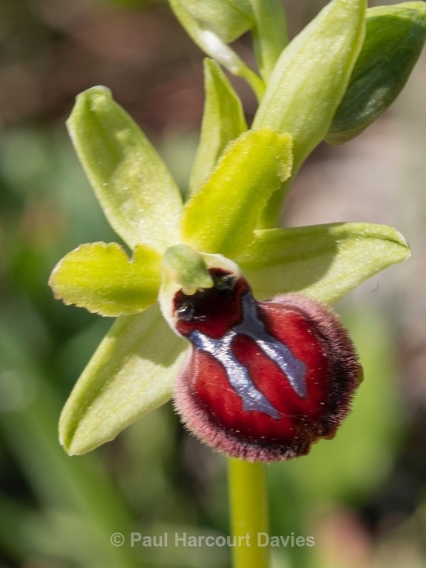 Gargano Ophrys (Ophrys sphegodes ssp.  ssp passionis.. also O. garganica, O. passionis) - Gargano - Wild Orchids