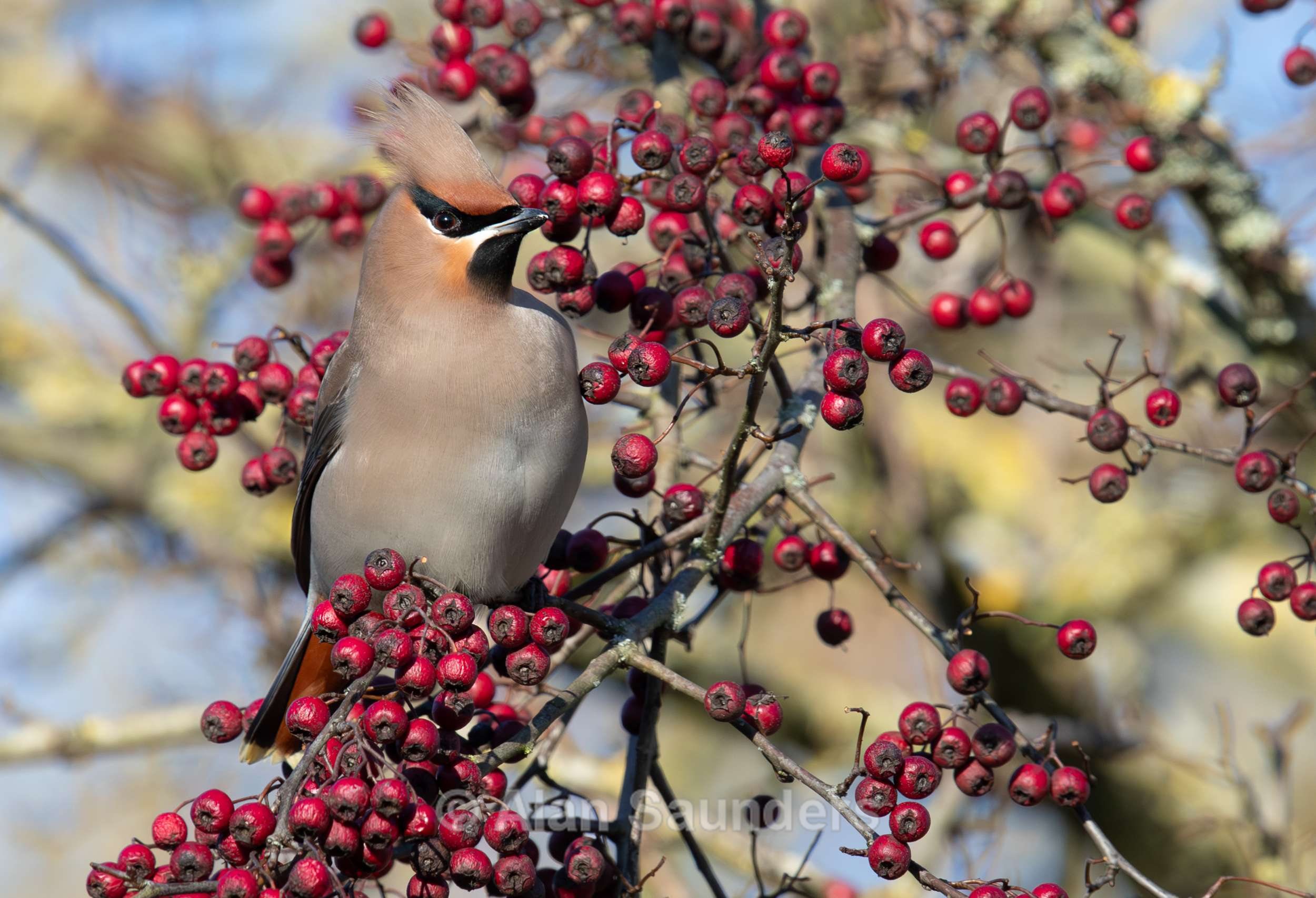 Waxwing 1