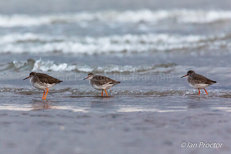 Redshank (Tringa totanus) on Belfast Lough - Nature