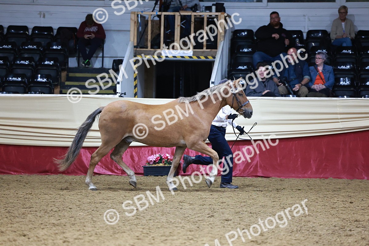 SBM_20069 - Class C - Novalty Champ