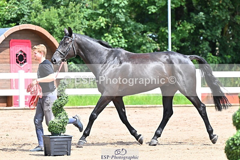 240718A-105246-01145 - Trot Up 12pm to 1pm