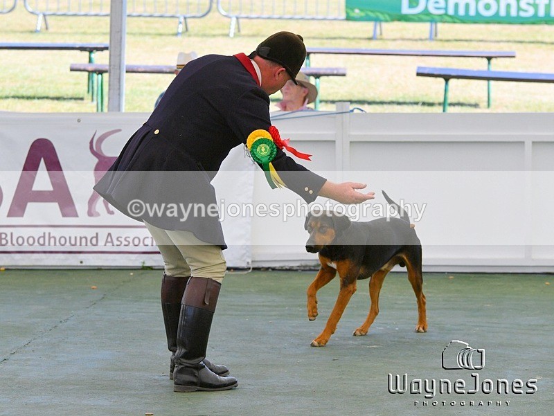 WJ5_0809 - Berks & Bucks at the Great Yorkshire Show 2025