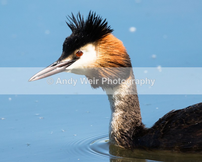 20160524-8E0A5454 - Gt. Crested & Little Grebes