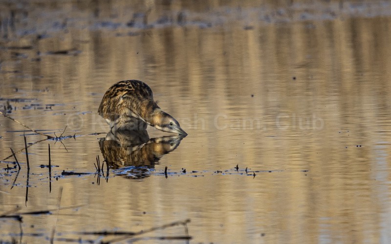 Bittern fishing - Dave Softley