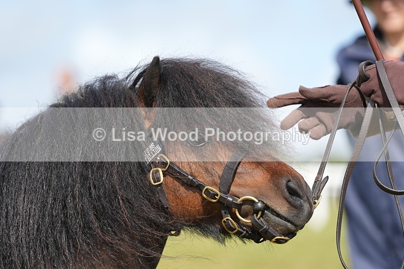 DSC05337 - Class 49: NPS Shetland 4 years and over