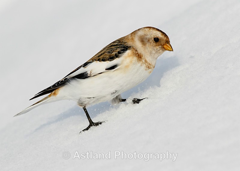 Astland Photography, Bird and Wildlife Images, Susan and Peter Wilson, U.K