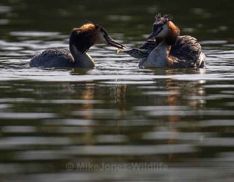 Great Crested Grebe chicks(Humbugs) - Grest Crested Grebe chicks (Humbugs)