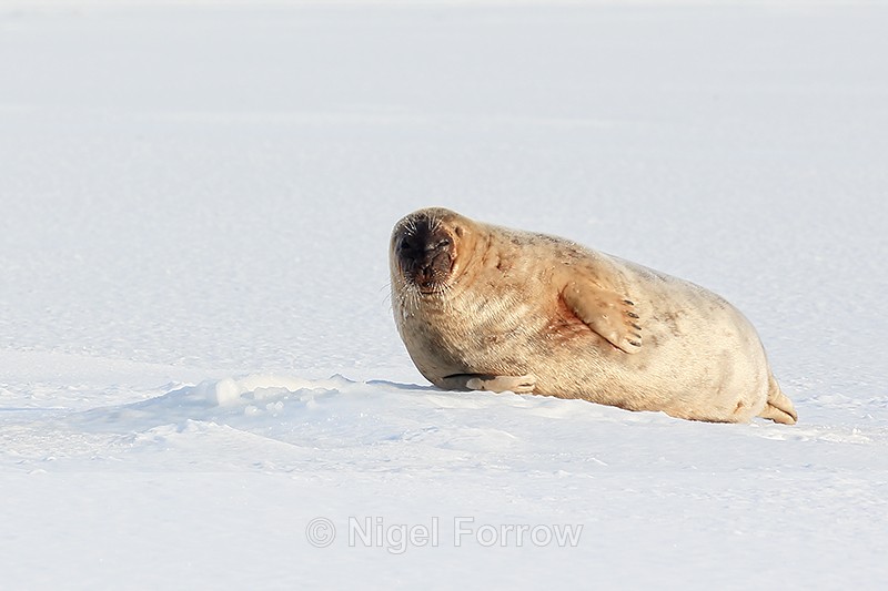 Ringed Seal by ice hole, Svalbard, Norway - Seal