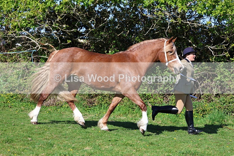 3E7A8564 - Class 13: M & M Large Breeds