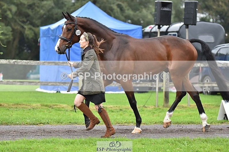 231018-123456-00375 - 045-HILDARE.REGARDE.MOI-Danielle.Mccormack-TrotUp