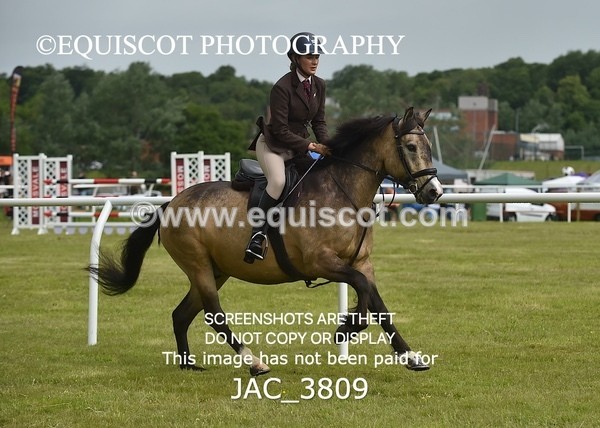JAC_3809 - 65cm WORKING HUNTER