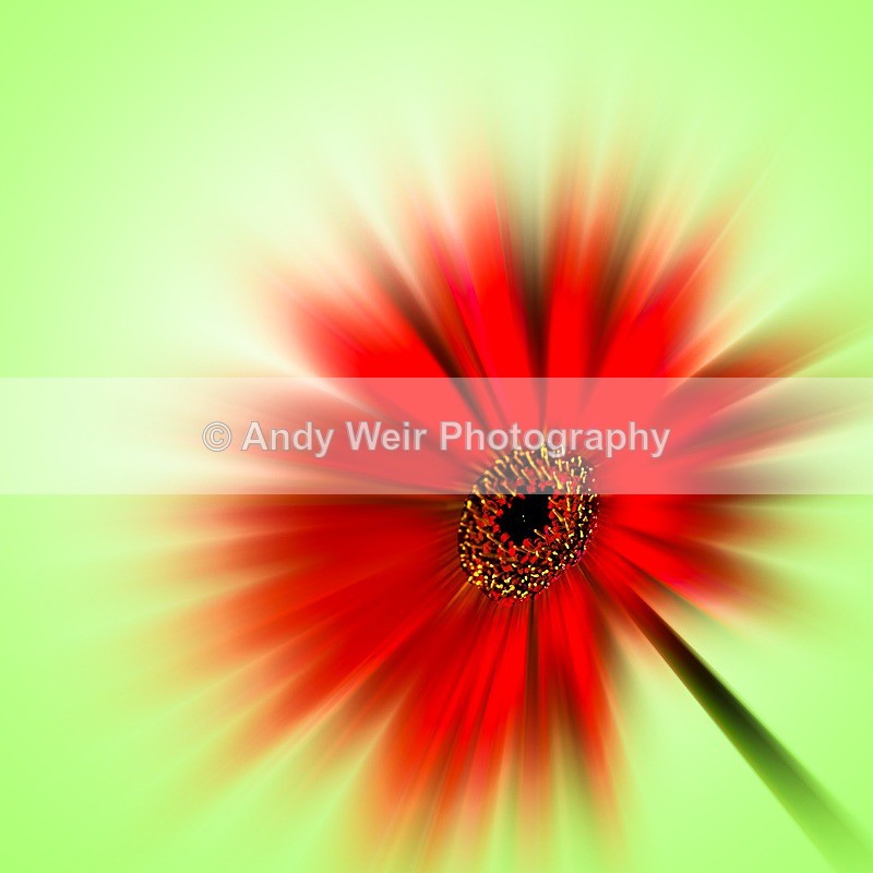 170709-Plants  Flowers0002 - Plants & Flowers
