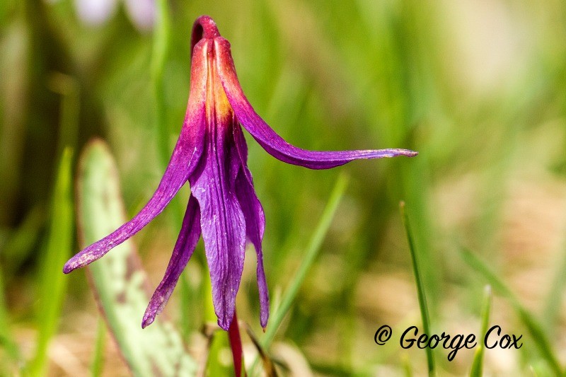 Dogs Tooth Violet - Erythronium dens-canis