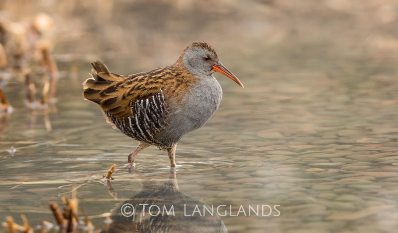 Water Rail - Rails and Crakes