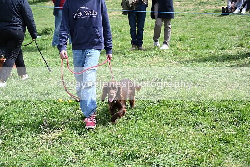 WJ6_8919 - Class 8 Best Working / Gun Dog or Bitch