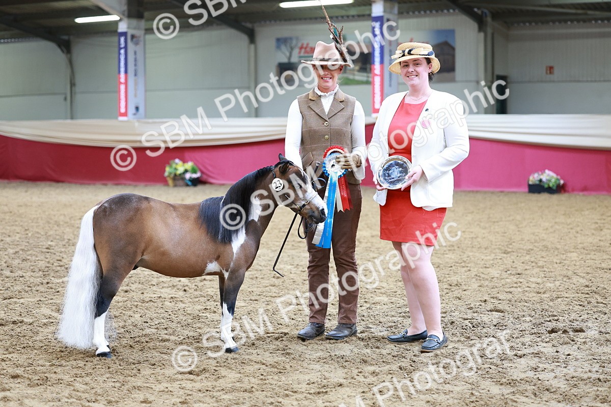 SBM_15749 - Class 110 - IH  Minature Horse