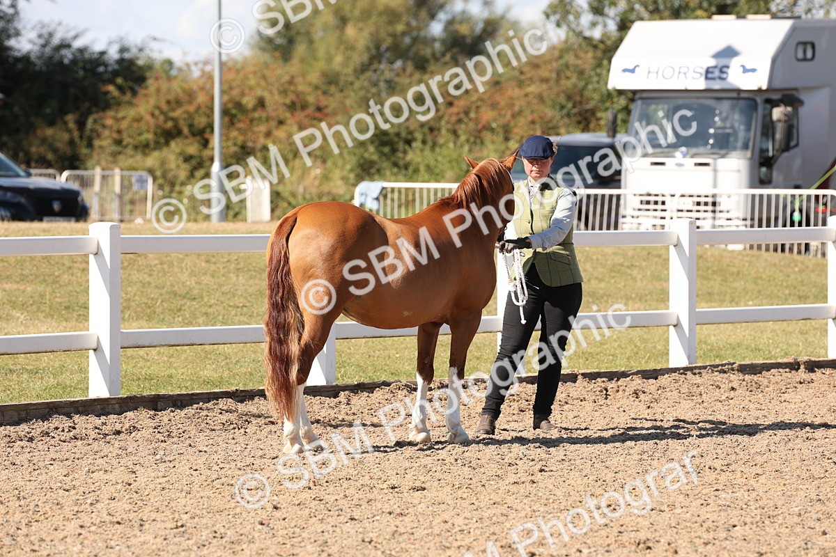 SBM_13911 - Class 205 - IH Show Pony - Show Hunter Pony