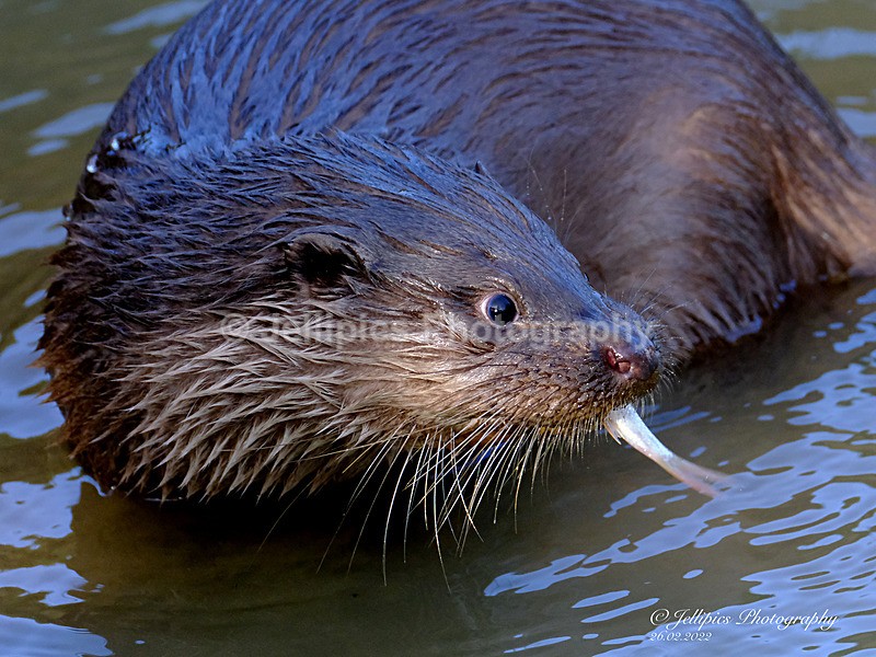  - Wildlife and Nature