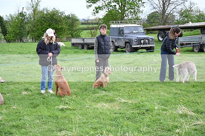 WJ6_8023 - Class 2 Best Pedigree