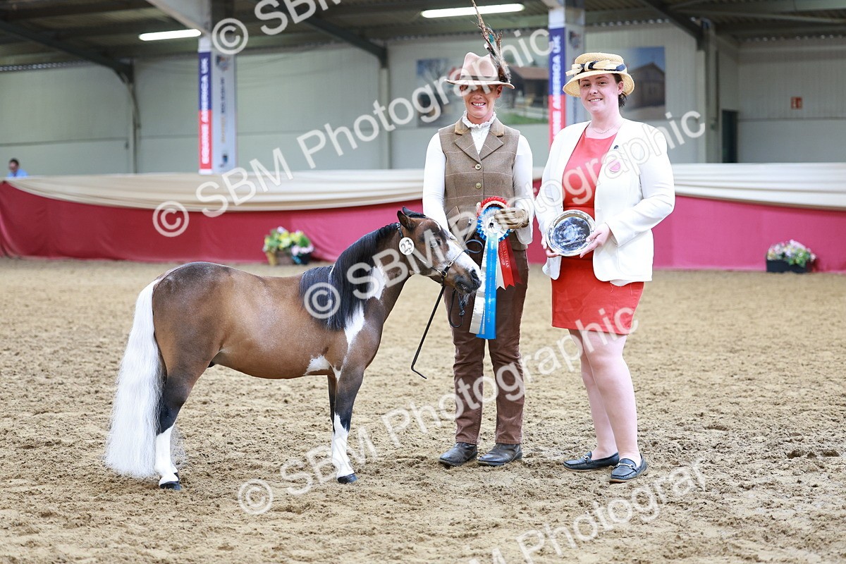 SBM_15748 - Class 110 - IH  Minature Horse