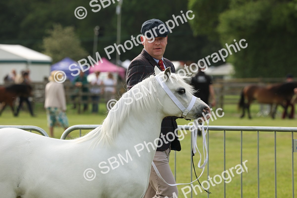 SBM_00474 - Class 6-13 - Mountatin and Moorland In Hand Welsh Breeds
