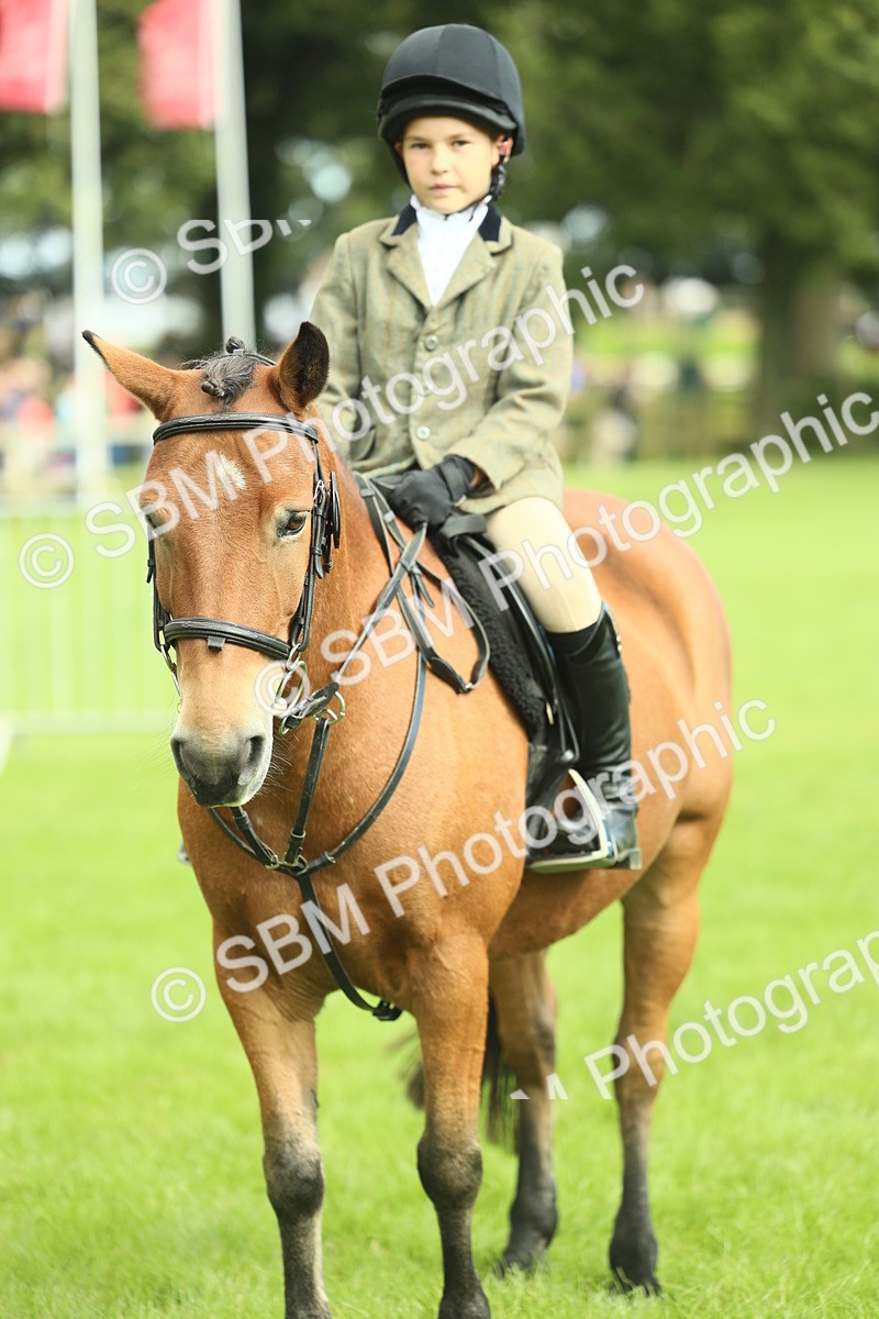 SBM_44812 - S31 - Working Hunter Pony