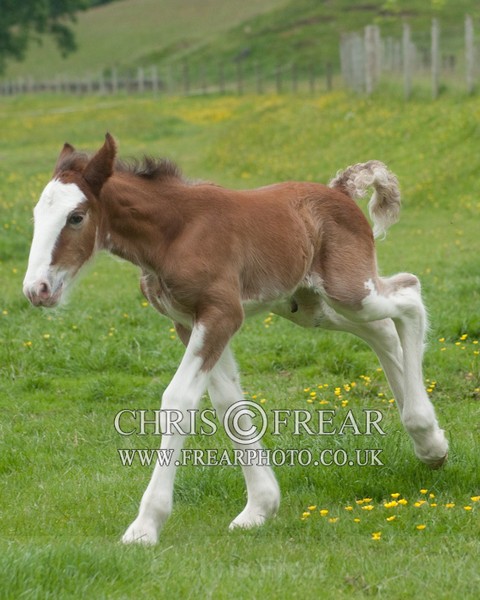 ryecroft-17 - Clydesdales 2013 Include Foals
