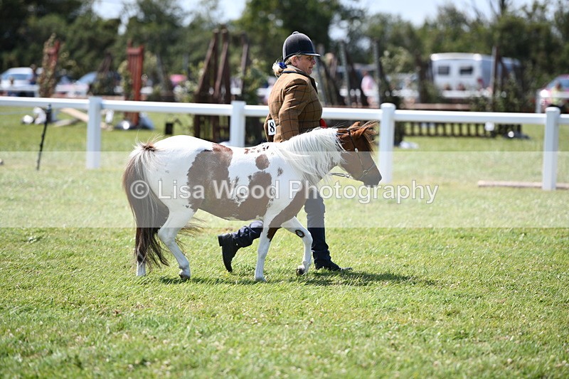 DSC_7927 - Coloured Horse In Hand Championship